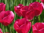 TULIPS