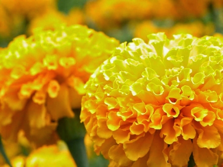 MARIGOLDS - leaves, yellow, petals, green