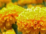 MARIGOLDS