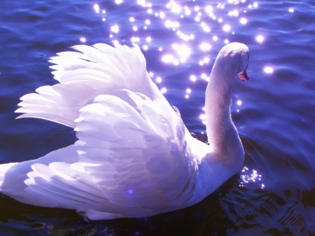 SWAN - wings, water, colors, feathers