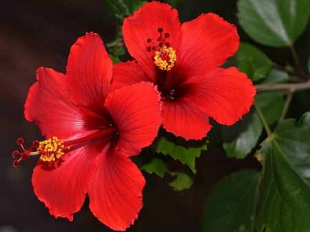 HIBISCUS - red, leaves, petals, stem