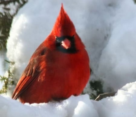 Male Cardinal - cardinal, branch, animal, red, snow, bi rd