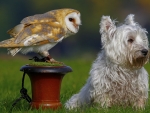 Puppy and Barn Owl