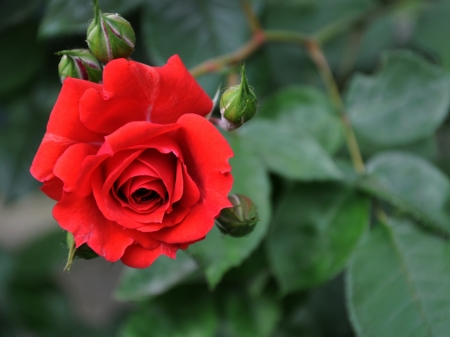 Red Rose and Buds - nature, buds, stems, red, leaves, flowers, rose