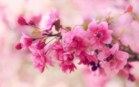 Apple Blossoms - flowers, nature, spring, pink, love four seasons, apple blossoms