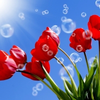 Tulips on sky background