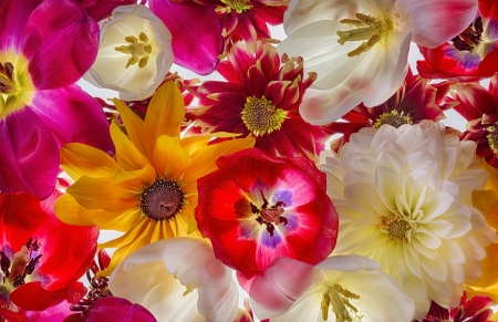 Floral background - flowers, pretty, colorful, tulips, beautiful, background, lovely