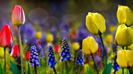 Colorful flowers