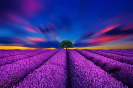 Beautiful - pretty, lavender, colo, sundown, beautiful, landscape, flower, flora, colorful, sunset, purple, sky