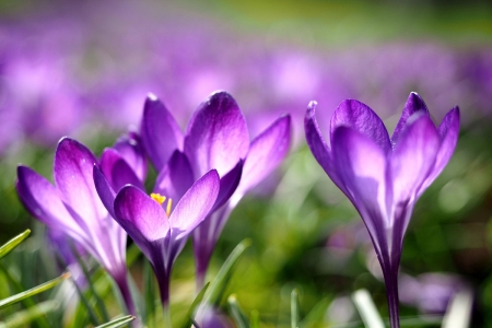 Spring Flowers - blossoms, garden, purple, petals, crocus