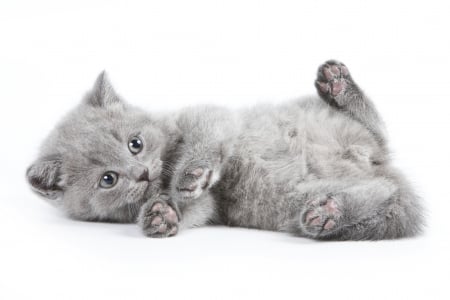 Kitten - grey, white, animal, pisica, kitten, cute, adorable, cat