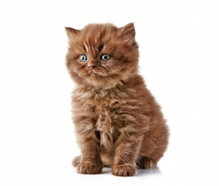 Kitten - white, animal, pisica, kitten, brown, cute, chocolate, cat