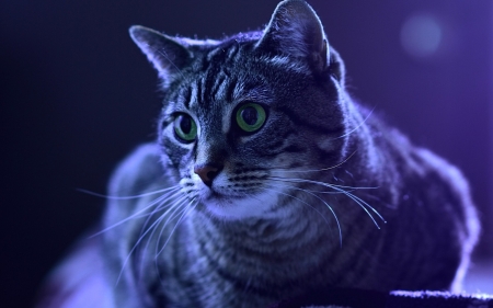 Cat - animal, purple, cat, pisica