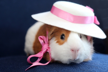 Fency Guinea Pig - hat, rodent, white, animal, funny, cute, guinea pig, pink