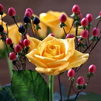 Yellow Roses