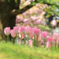 pink tulips