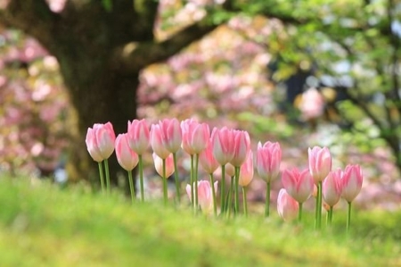 pink tulips - nature, pink, tulips, flowers, garden, spring