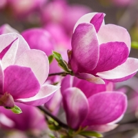 Magnolia flowers