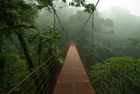 Costa Rica - nature, trees, costa rica, flora, jungle, bridge