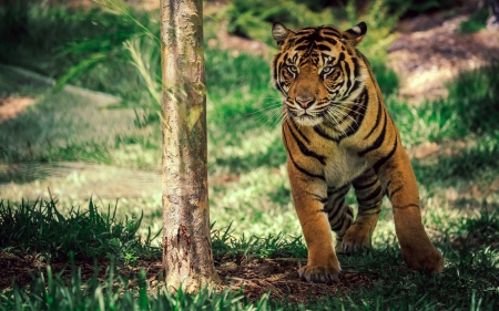 Tiger Cub - fauna, trees, babe, animal, cub, tiger, flora, wild