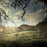 sheep grazing in morning mist