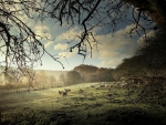 sheep grazing in morning mist