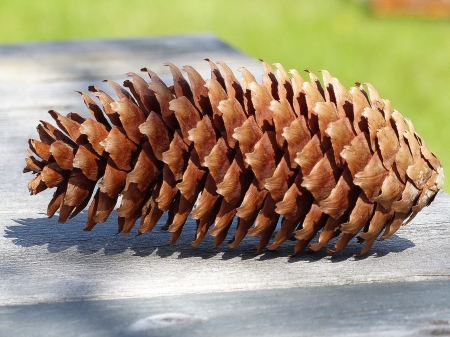 Pine-Cone - nature, table, pin-cone, garden