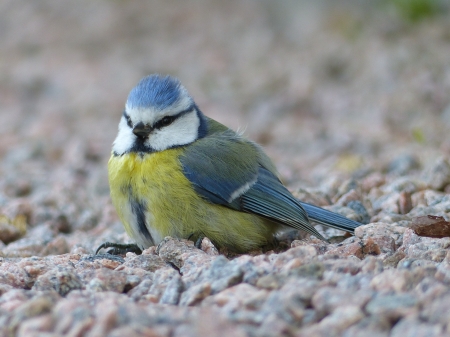 Little Bird - stones, colors, garden, bird, spring