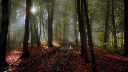 autumn forest in mist after a rain - path, tracks, puddles, autumn, mist, forest, leaves