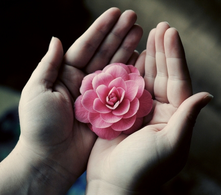 ♥ - abstract, hands, flower, pink