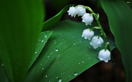 dew drops on lily of the valley