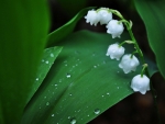 dew drops on lily of the valley