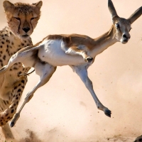 two cheetahs hunting a gazelle