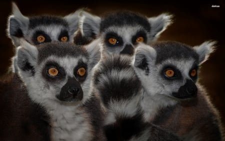 lemurs - animal, cute, lemur, furry