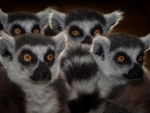 lemurs