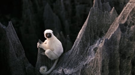 sifaka - primate, ape, monkey, sifaka