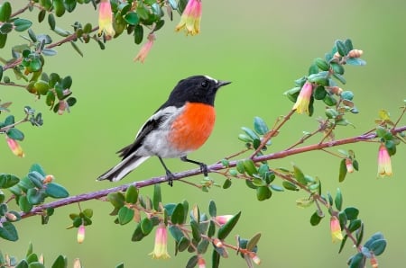 Bird - flower, pasare, bird, black, robin, orange, branch, green