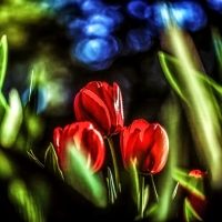 Tulips in Art