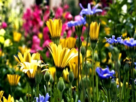 Pretty Flowers - nature, colorful, flowers, pretty