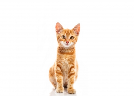 Kitten - white, cat, orange, animal, pisica, kitten, ginger