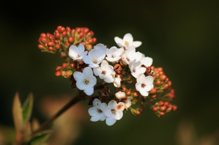 Snow Ball Blossoms - white, nature, blossoms, bush, flowers, lovely, spring