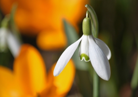 Snowdrop - flowers, white, snowdrop, nature, spring, lovely