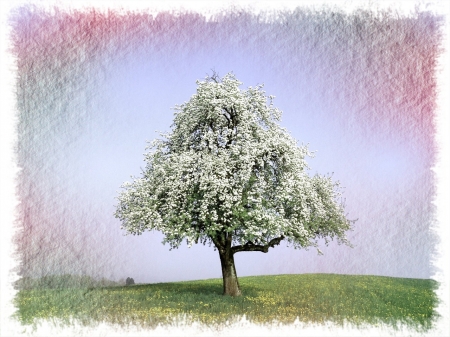 Spring - blossoms, artwork, flourishing, tree, spring