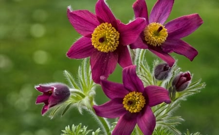 Pretty flowers - pretty, macro, beautiful, summer, flowers, garden, lvoely, spring