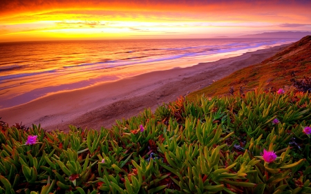 Sea sunset - sands, beach, sky, ocean, water, colorful, shore, sunset, waves, glow, amazing, beautiful, sea, wildflowers