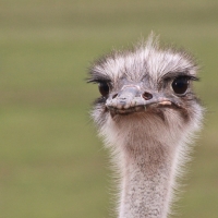 Ostrich