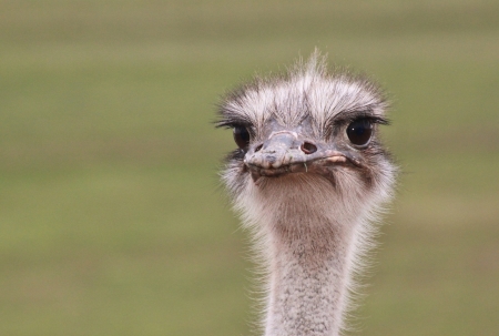 Ostrich - nature, macro, animals, australia, ostrich, head, bird