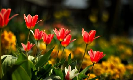 Garden flowers - summer, pretty, tulips, beautiful, flowers, spring, garden, freshness, park