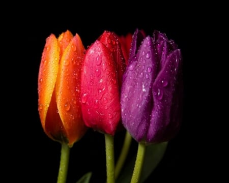 Three Majestic Queen - flowers, tulips, nature, purple, blue, dew, drops, golden