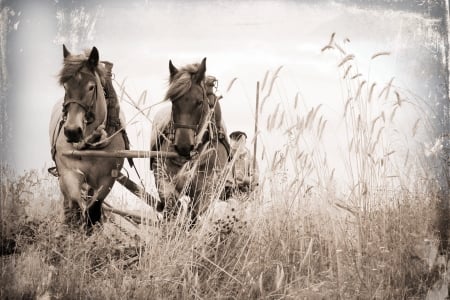 horses in monochrome - horses, monochrome, harness, field, photo